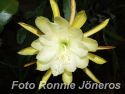 Epiphyllum gul